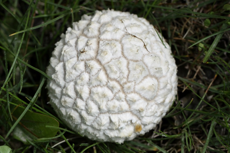 ushuaia fungus